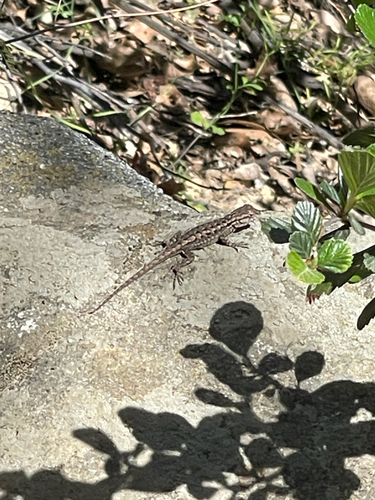 iNaturalist observation photo of Western Fence Lizard