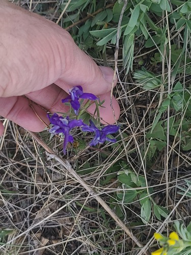 Low larkspur