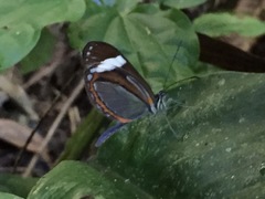 Dismorphia theucharila fortunata