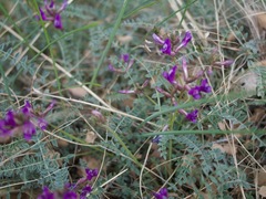 Astragalus zionis