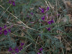Astragalus zionis