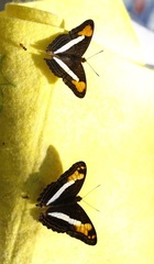 Adelpha malea goyama