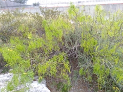 Prosopis glandulosa