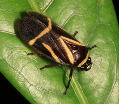 Maxantonia lineola