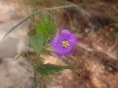 Batesimalva violacea