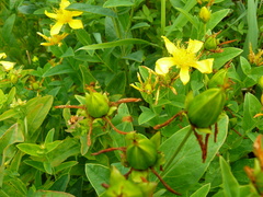 Hypericum ascyron