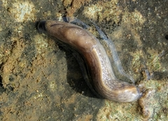 Milacidae