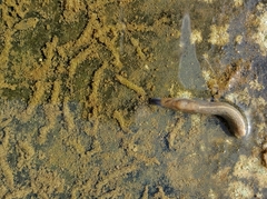 Milacidae