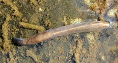 Milacidae