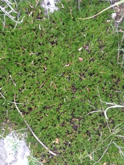 Thuidium peruvianum