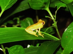 Dendropsophus sarayacuensis