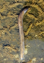 Milacidae