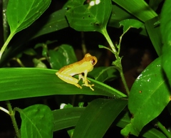 Dendropsophus sarayacuensis