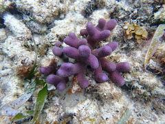 Porites porites