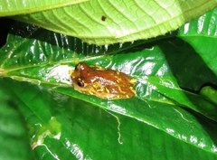 Dendropsophus sarayacuensis
