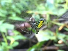 Leucauge acuminata