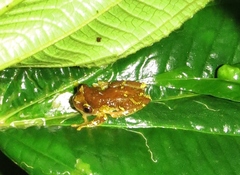 Dendropsophus sarayacuensis