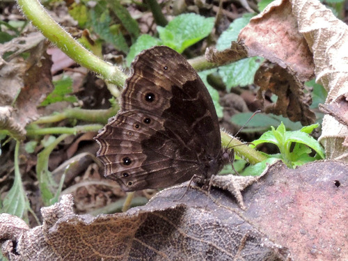 Dentate Bush Brown