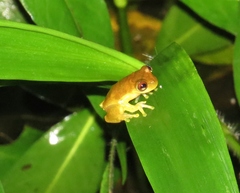 Dendropsophus sarayacuensis
