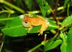 Dendropsophus sarayacuensis