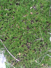 Thuidium peruvianum