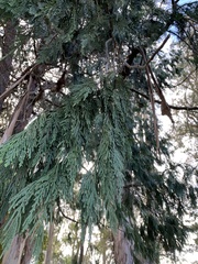 Cedrus