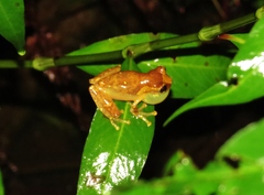 Dendropsophus sarayacuensis