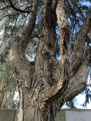 Cedrus