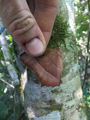 Taygetis rufomarginata