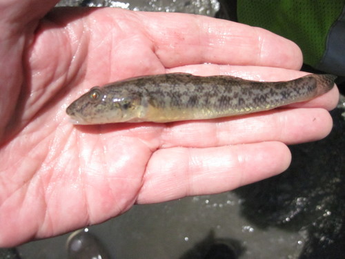 Geelvin-grondel (Acanthogobius flavimanus) — Gobiidae