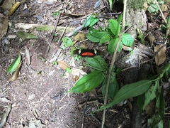 Heliconius hortense