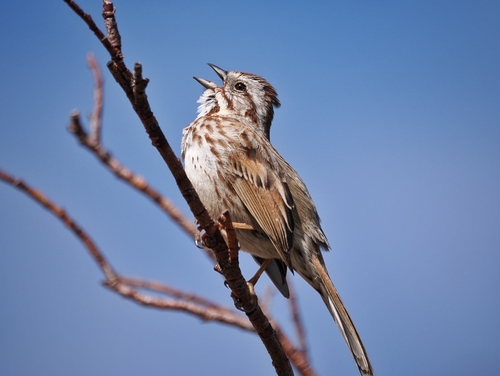 Song Sparrow photographed in Colorado
