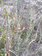 Cylindropuntia leptocaulis