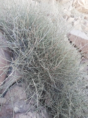 Ephedra breana