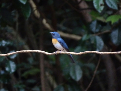 Indochinese Blue Flycatcher (Cyornis sumatrensis), photo 2