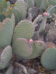 Opuntia