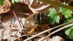Anthophora villosula