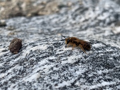 Andrena prunorum
