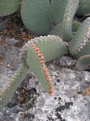 Opuntia