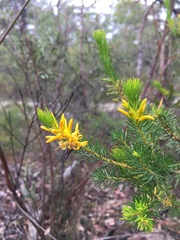 Persoonia acerosa
