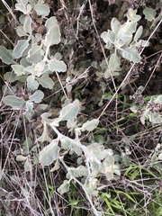 Eriogonum cinereum
