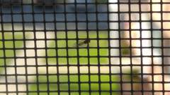 Ectopsocidae