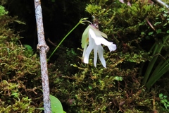 Utricularia asplundii