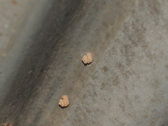 Apterona helicoidella