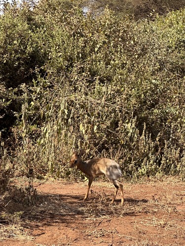 Thomas's Dik-dik