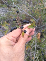 Karwinskia humboldtiana