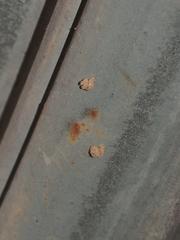 Apterona helicoidella