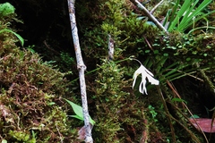 Utricularia asplundii