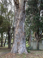 Eucalyptus globulus