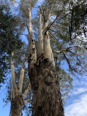 Eucalyptus globulus